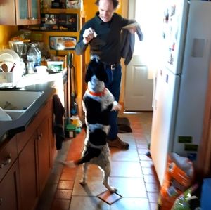 Freckles the Blue Tick Doberman mix